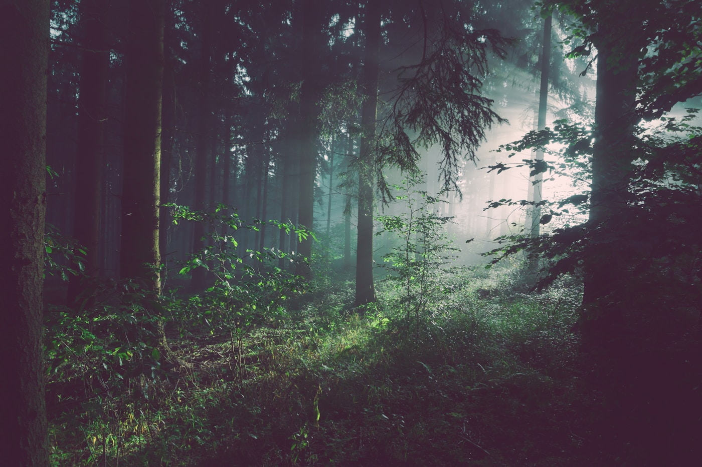 Calm forest landscape representing clear direction and steady operations