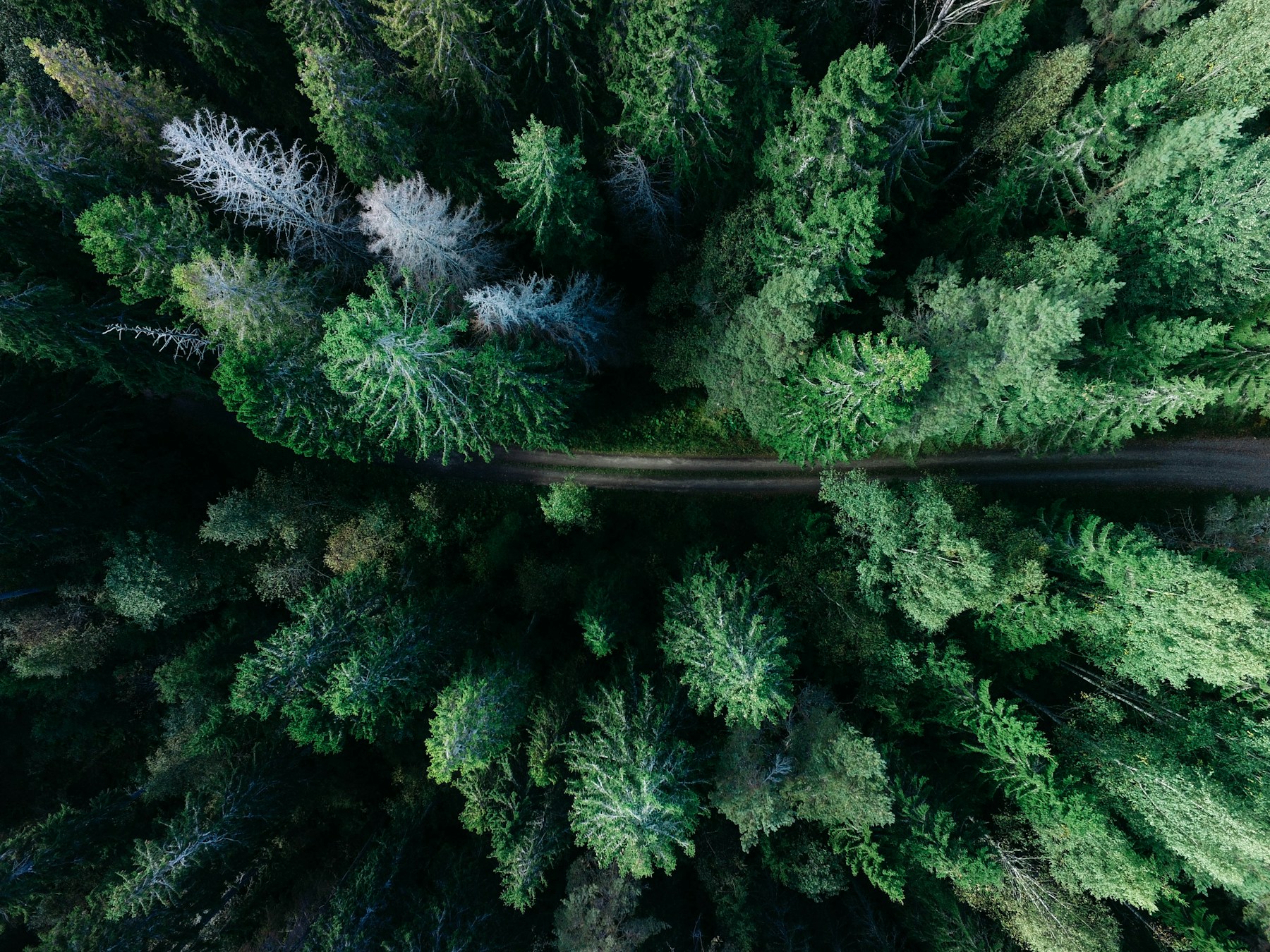 Green forest valley and calm nature landscape representing a clear managed operations support rhythm